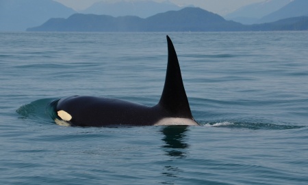 World Orca Day - Orca