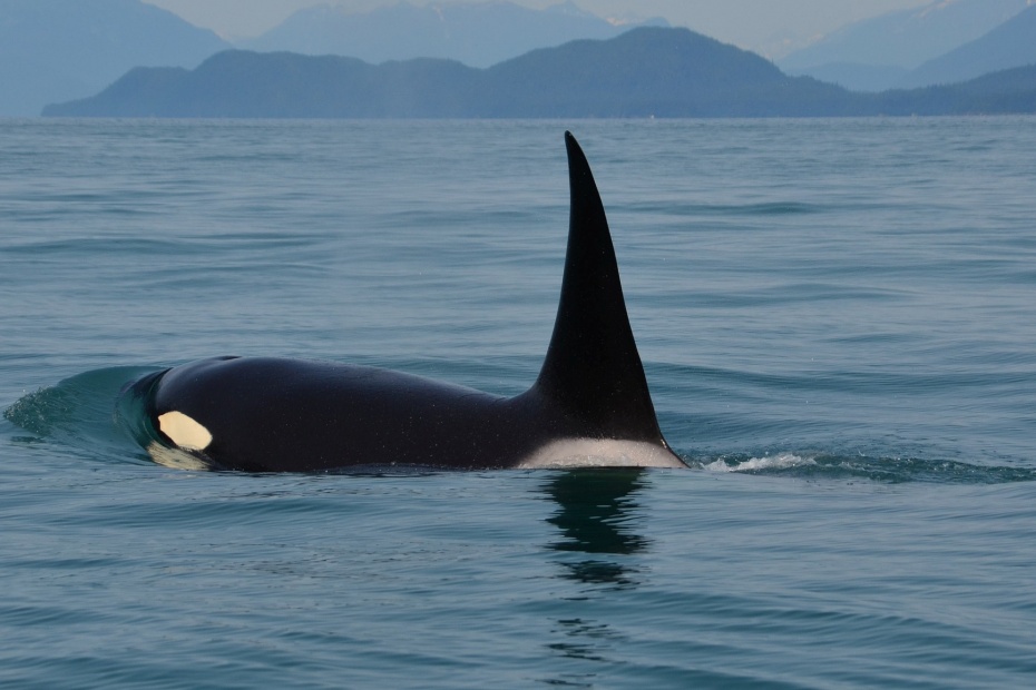 Orca