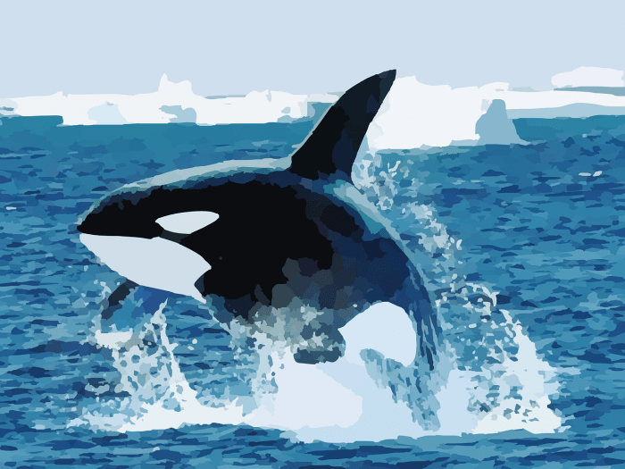 World Orca Day - Killer Whale