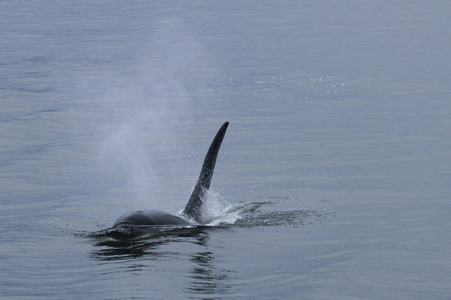 World Orca Day - Orca