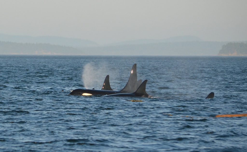 World Orca Day - Orcas