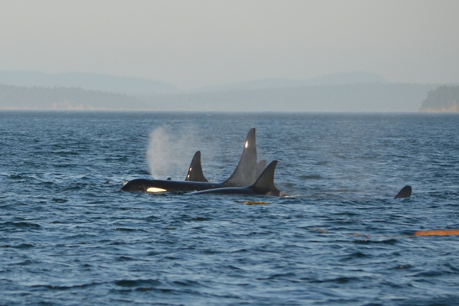 Orcas