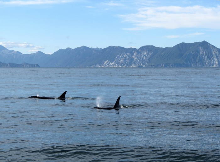 World Orca Day - Killer Whale