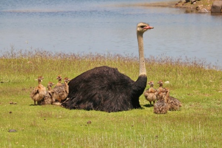 World Ostrich Day - Ostrich