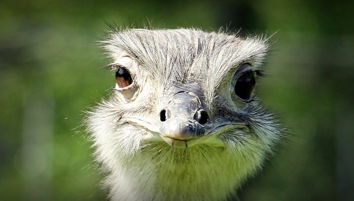 World Ostrich Day - Ostrich