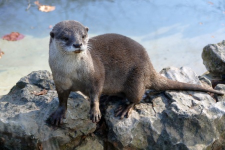 World Otter Day - Otter