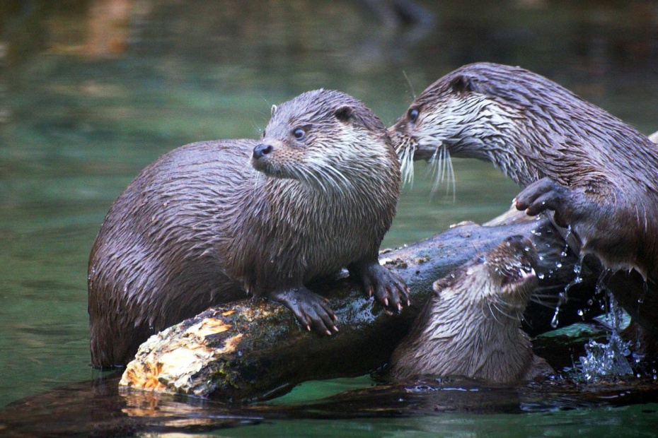 Otters