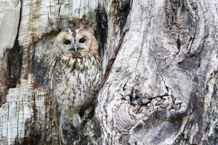 International Owl Awareness Day - Owl  