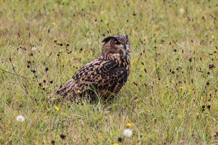 International Festival of Owls - Owl 