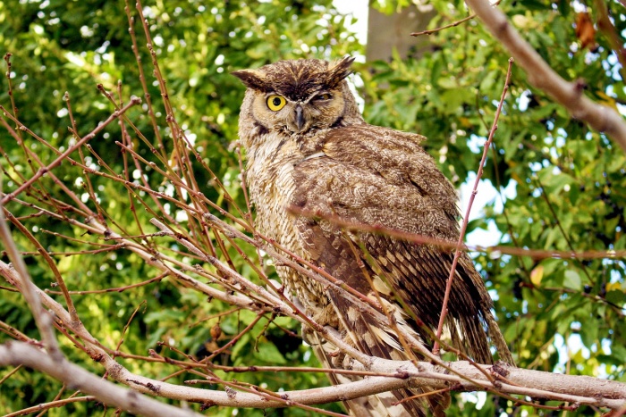 International Owl Awareness Day  - Owl