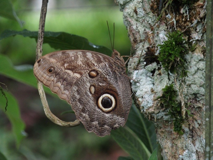 National Butterfly and Hummingbird Day - Owl Butterfly