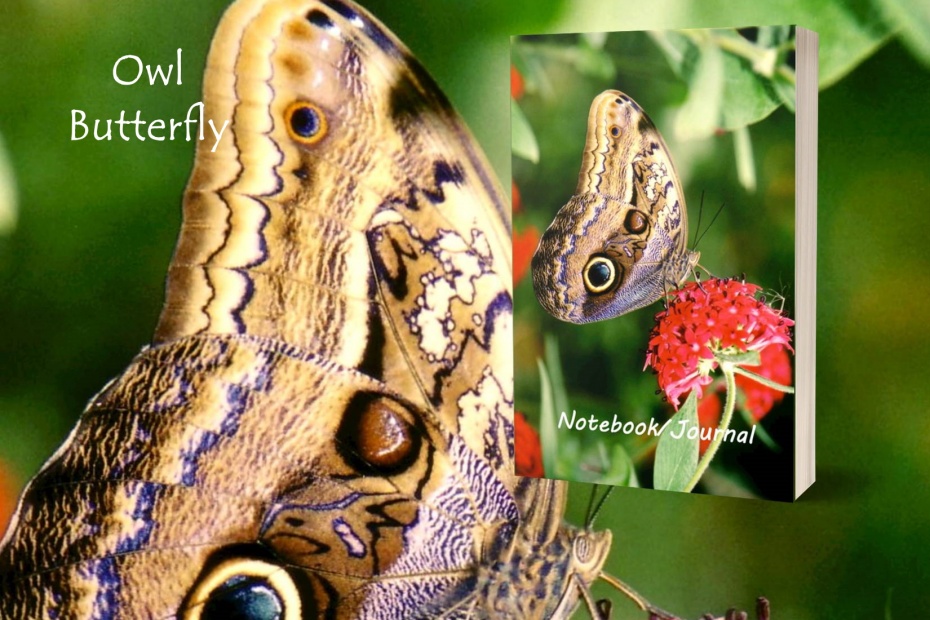 Owl Butterfly Journal