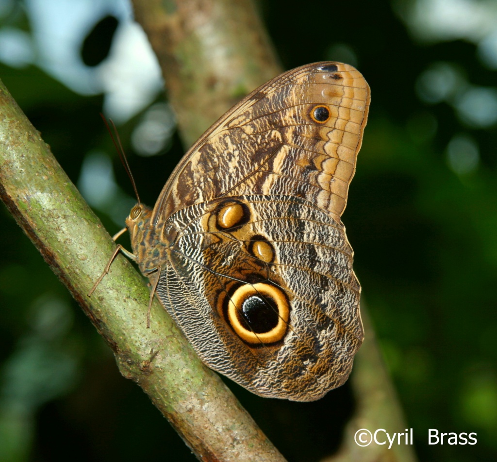 Insects in Central America - Owl Butterfly