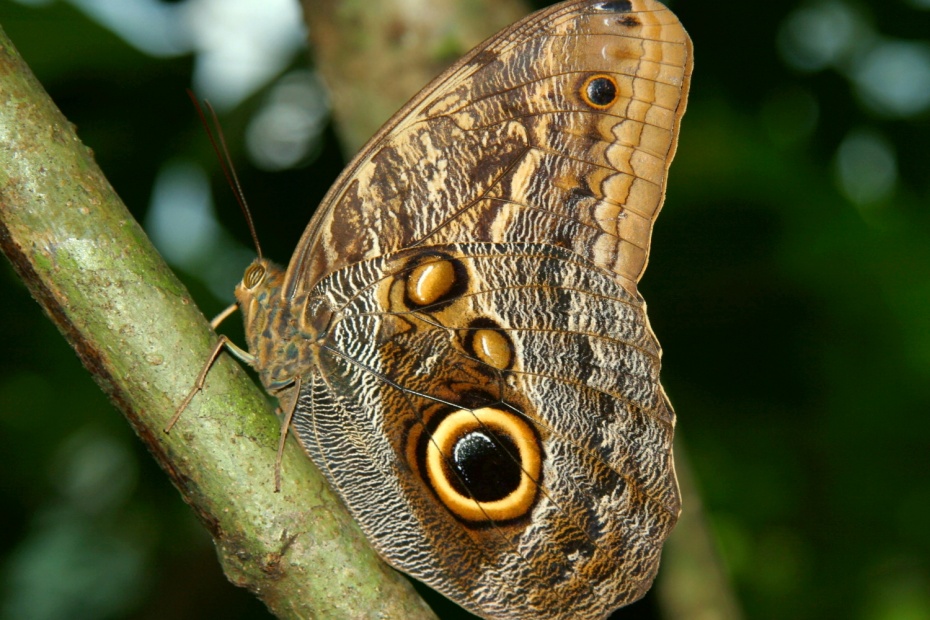 Owl Butterfly