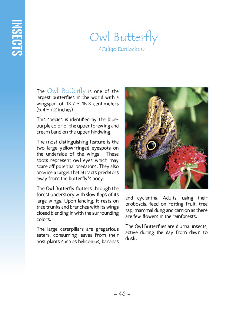 Blue Morpho Butterfly and Owl Butterfly - Owl Butterfly - Wildlife in Central America 1 - Page 46