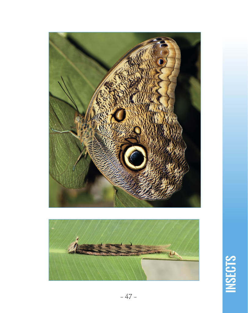 Blue Morpho Butterfly and Owl Butterfly - Owl Butterfly - Wildlife in Central America 1 - Page 47