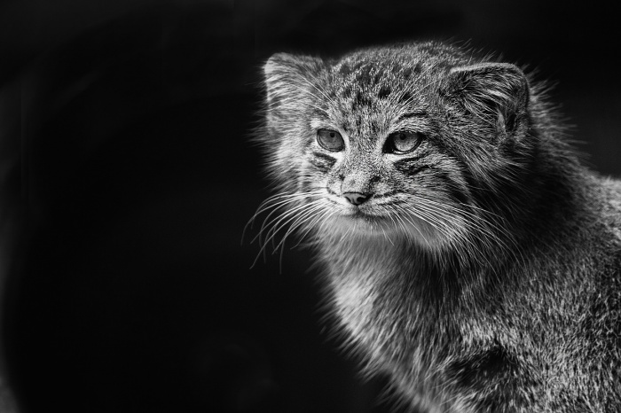 International Pallas's Cat Day - Pallas Cat