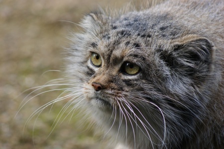 International Pallas’s Cat Day - Pallas's Cat