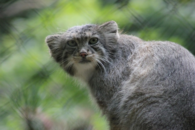 International Pallas's Cat Day