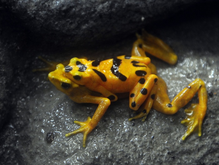 Panama Amphibian Rescue - Panamanian Golden Frog