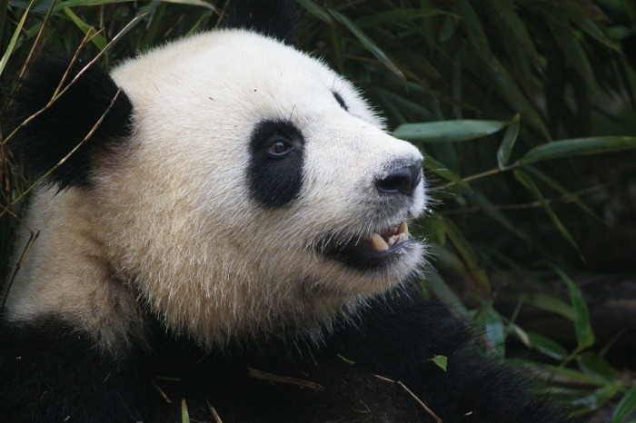 National Panda Day
