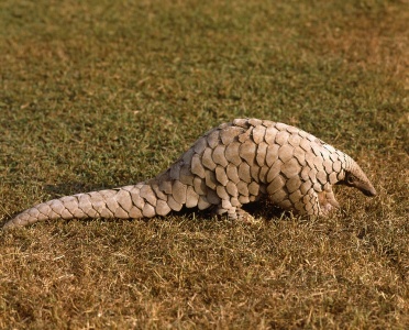 World Pangolin Day - Indian pangolin