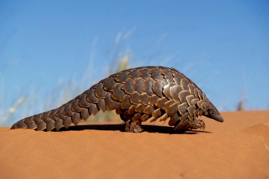 Pangolin