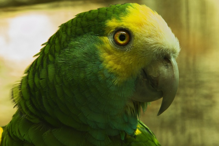 World Parrot Day