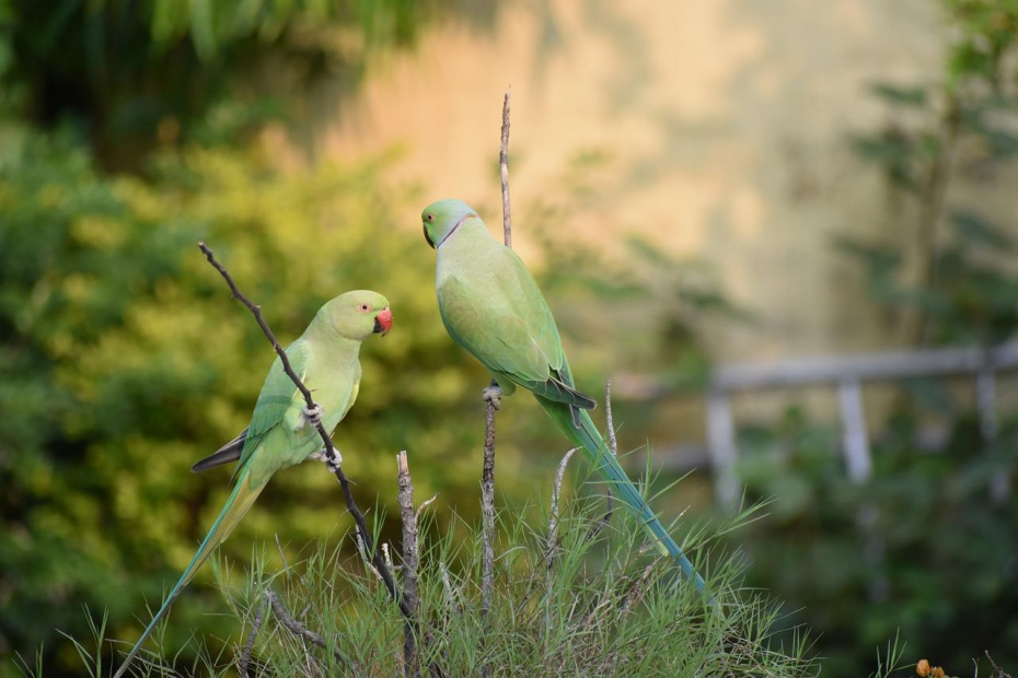 World Parrot Day