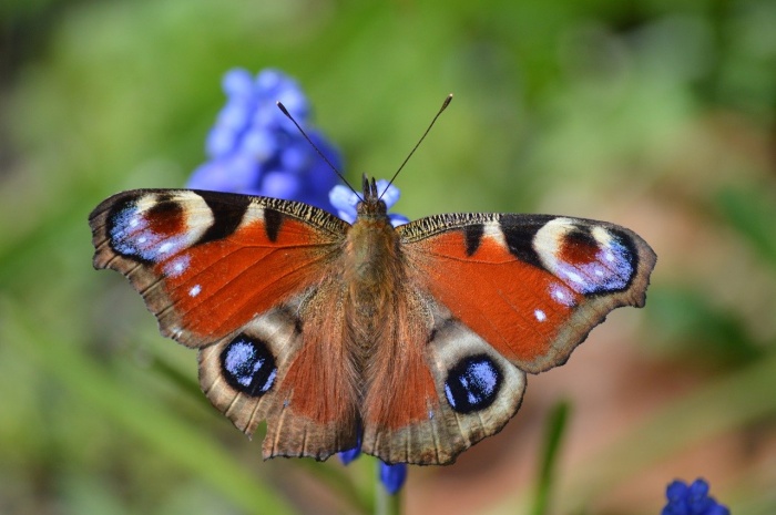 Butterfly Education and Awareness Day - Peacock Butterfly