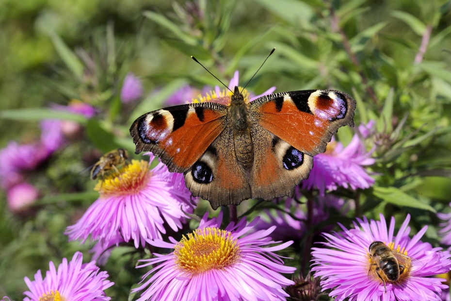 Peacock Butterfly