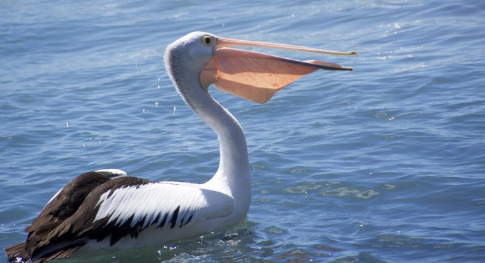 International Bird Day - Pelican