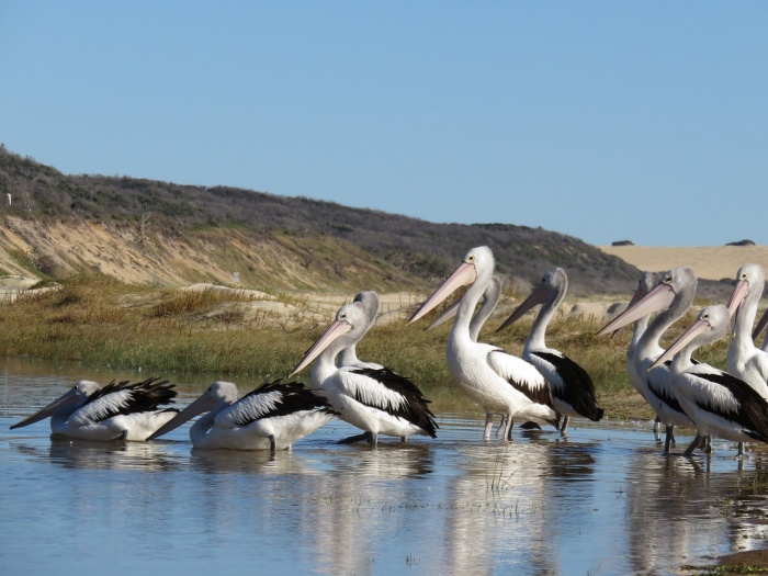 World Animal Day - Pelicans