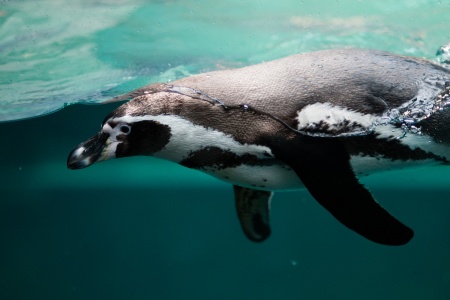 World Penguin Day - Penguin