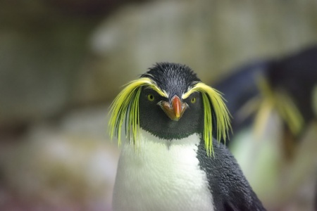 Penguin Awareness Day - Southern Rockhopper Penguin