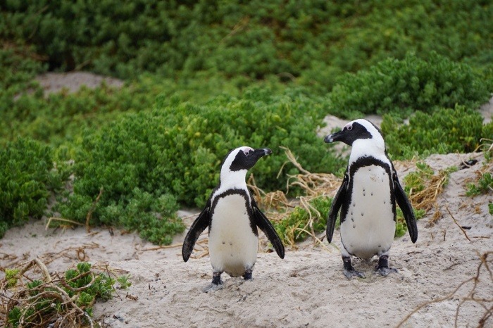 World Penguin Day - Penguins