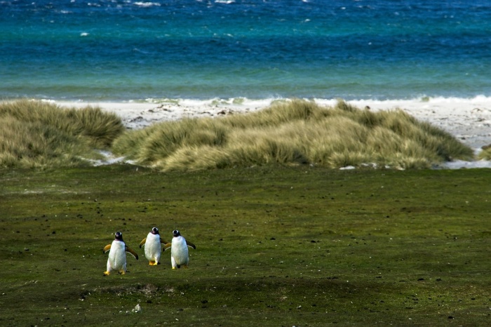 World Environment Day - Penguins