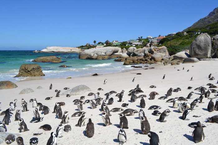 South African Penguin