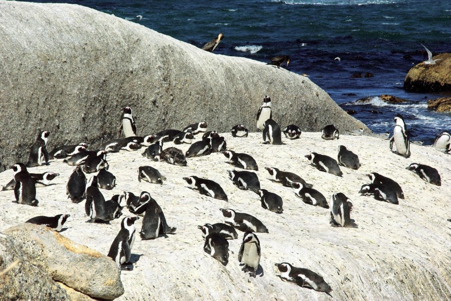 South African Penguins