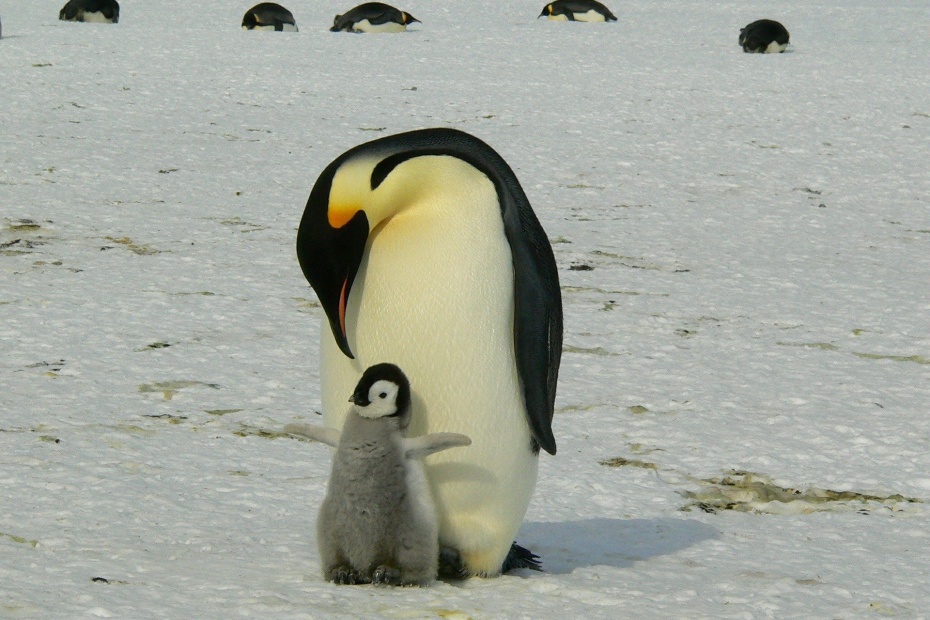 Penguins