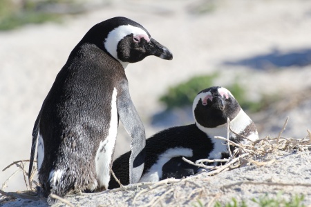 Penguin Awareness Day - Penguins South Africa