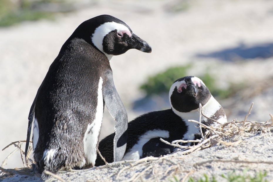 Penguins South Africa