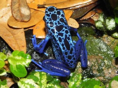 Save the Frog Day - Poison Dart Frog