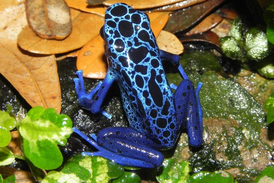 Poison Dart Frog