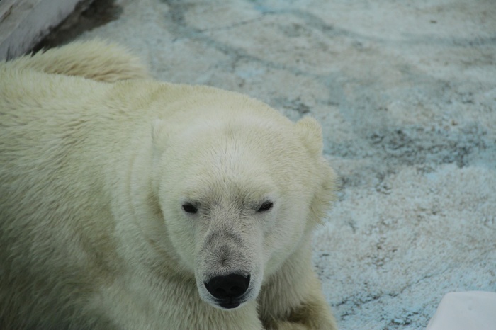 International Polar Bear Day - Polar Bear