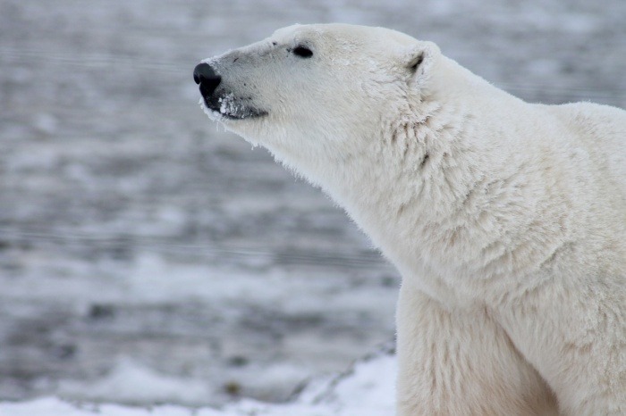 Polar Bear Day - polar bear (Ursus maritimus) 