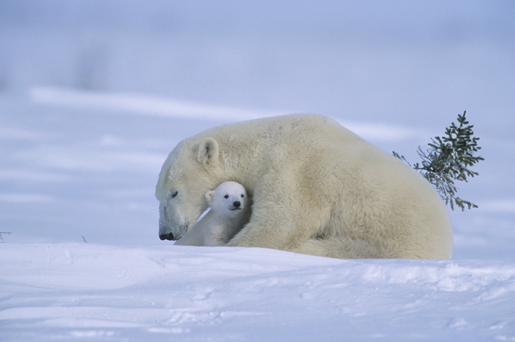 Polar bear mother with young cub