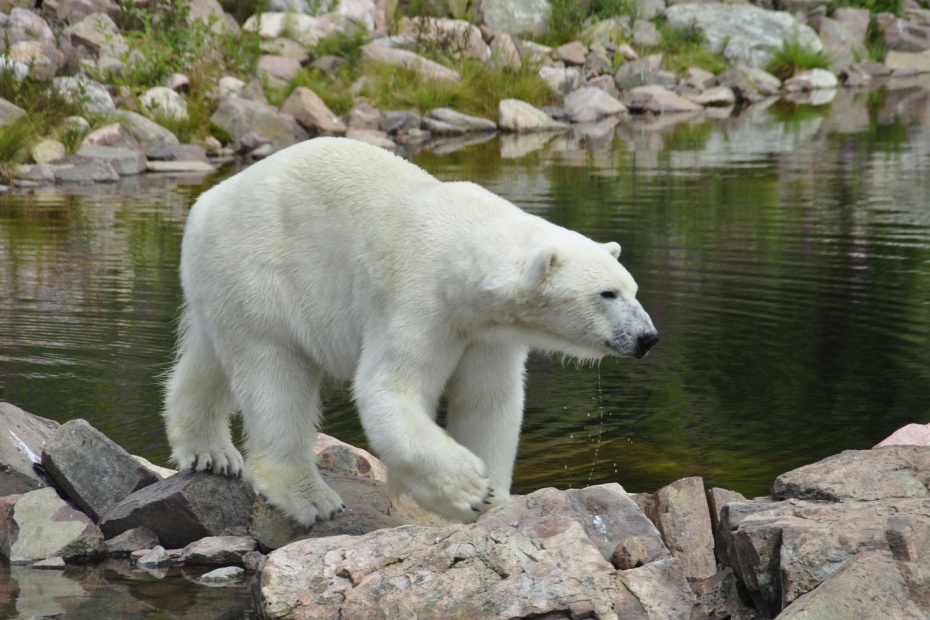 Polar Bear