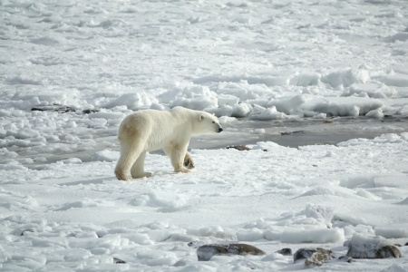 International Polar Bear Day - Polar Bear