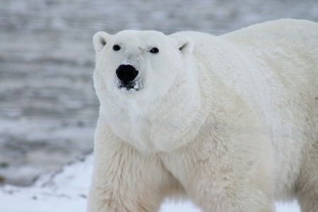 International Polar Bear Day - Polar Bear